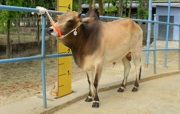 Male - Bull (ষাঁড়)